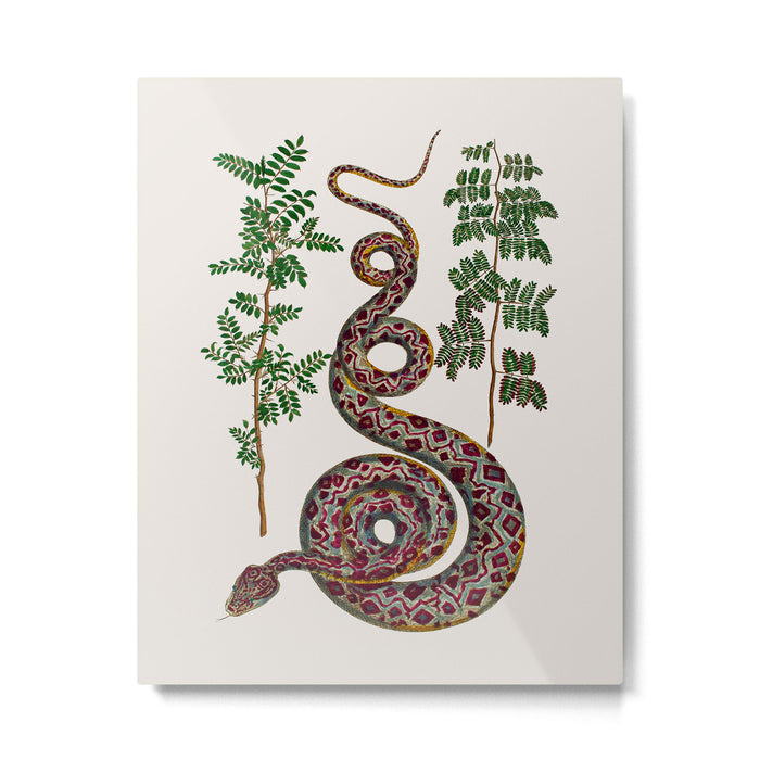 Mimosa Snake Seba Albertus Metal Print Gallery Image 1