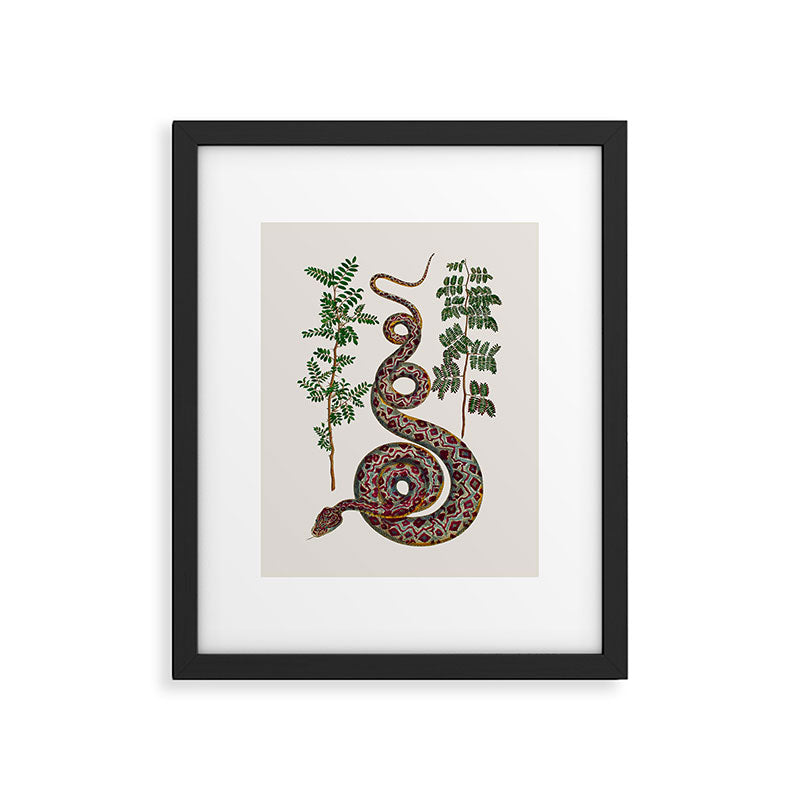 Mimosa Snake Seba Albertus Framed Art Print Gallery Image 5