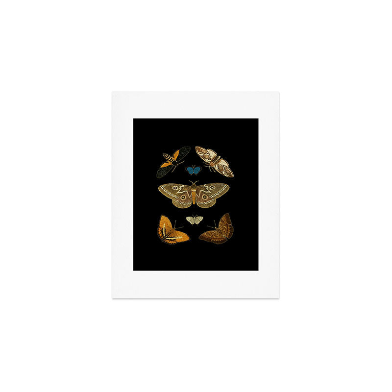 Moths Butterflies In Darkness Vintage Scientific Illustration Encyclopedia Diagram Art Print Gallery Image 1