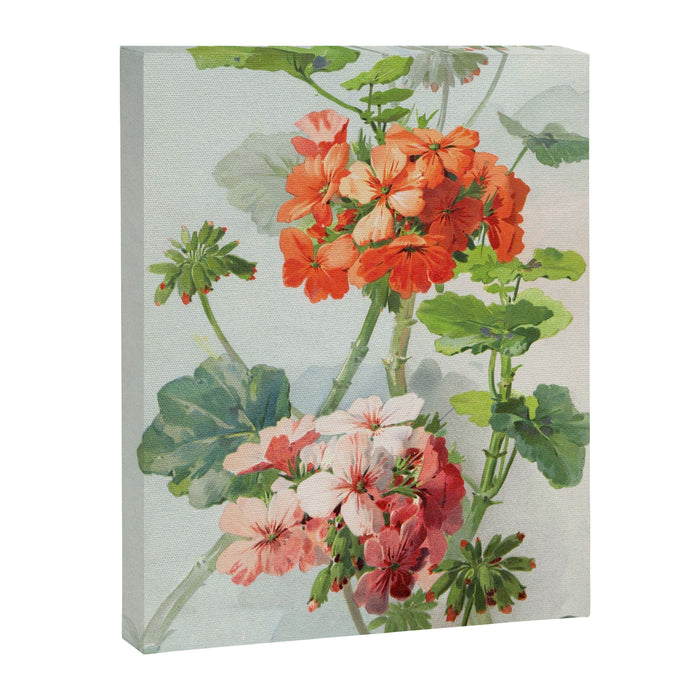 Panneaux de Fleurs  1900 Watercolor Geranium Illustration Canvas Print Gallery Image 1