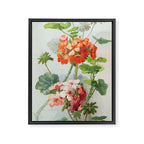Panneaux de Fleurs  1900 Watercolor Geranium Illustration Framed Canvas Print Gallery Image 6