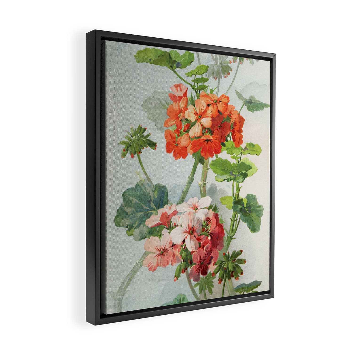 Panneaux de Fleurs  1900 Watercolor Geranium Illustration Framed Canvas Print Gallery Image 2