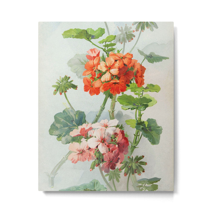 Panneaux de Fleurs  1900 Watercolor Geranium Illustration Metal Print Gallery Image 1