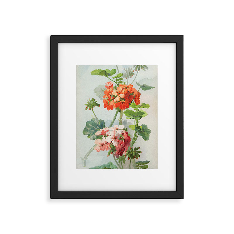 Panneaux de Fleurs  1900 Watercolor Geranium Illustration Framed Art Print Gallery Image 5