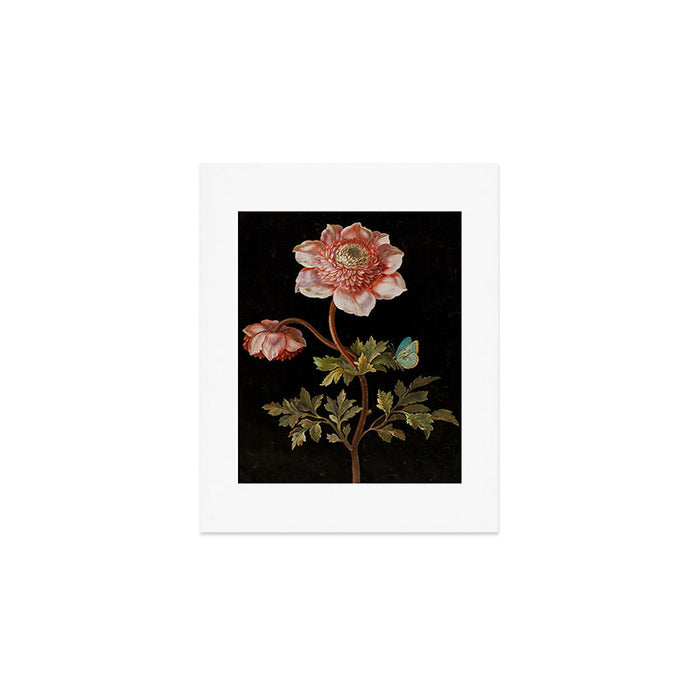 Peonies with a butterfly - Johann Christoph Bayer -1812- Antique Lifelike Botanical Nature Painting Art Print Gallery Image 1