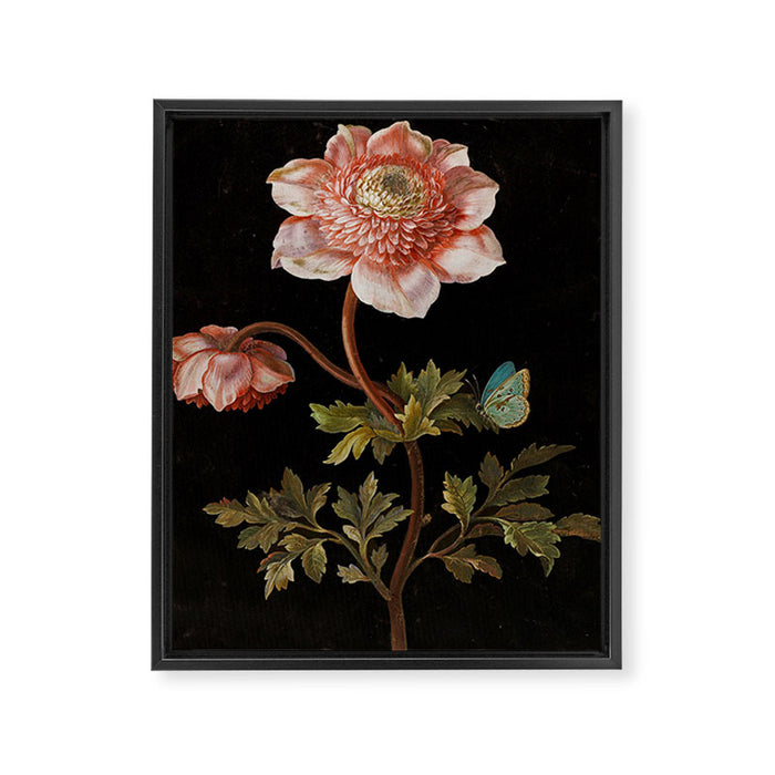 Peonies with a butterfly - Johann Christoph Bayer -1812- Antique Lifelike Botanical Nature Painting Framed Canvas Print Gallery Image 1