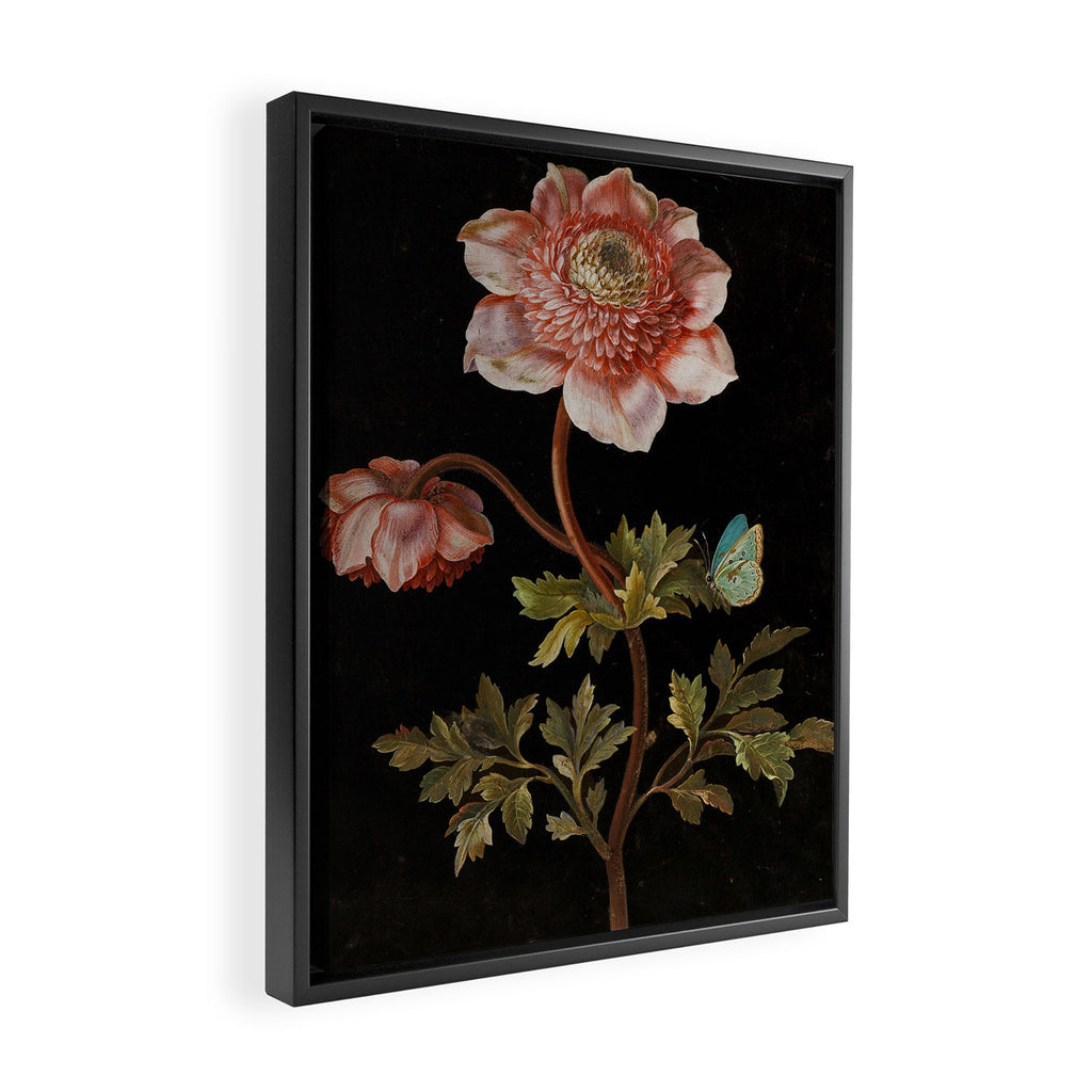 Peonies with a butterfly - Johann Christoph Bayer -1812- Antique Lifelike Botanical Nature Painting Framed Canvas Print Gallery Image 2