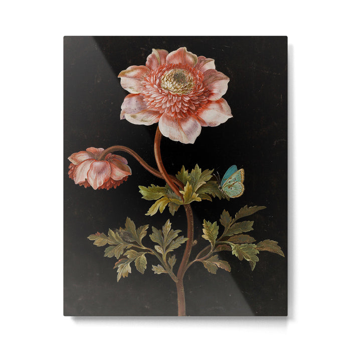 Peonies with a butterfly - Johann Christoph Bayer -1812- Antique Lifelike Botanical Nature Painting Metal Print Gallery Image 1