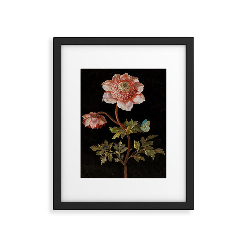 Peonies with a butterfly - Johann Christoph Bayer -1812- Antique Lifelike Botanical Nature Painting Framed Art Print Gallery Image 5