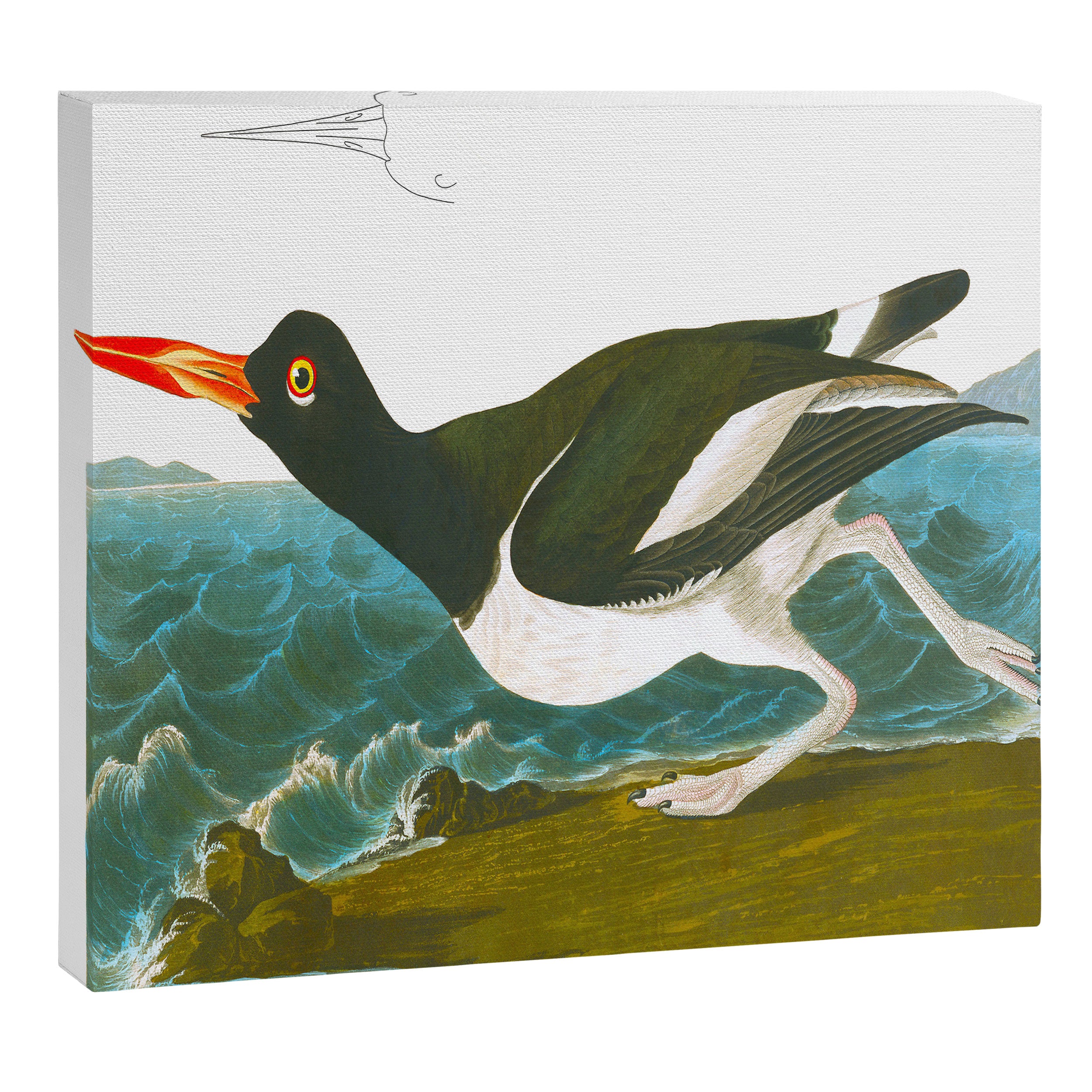 Pied oyster-catcher Bird Canvas Print Gallery Image 12