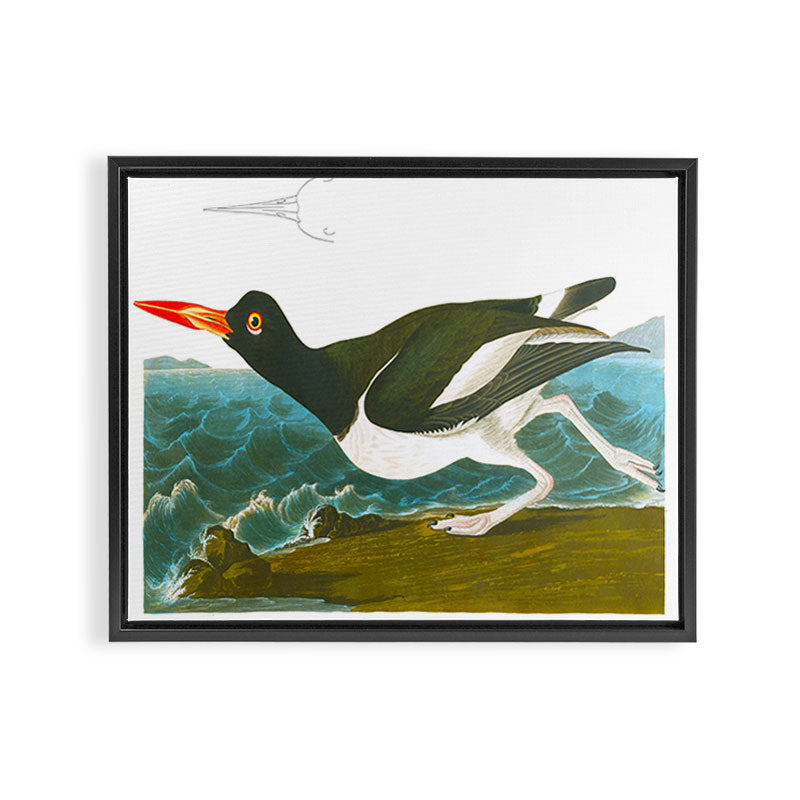 Pied oyster-catcher Bird Framed Canvas Print Gallery Image 2