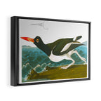 Pied oyster-catcher Bird Framed Canvas Print Gallery Image 6