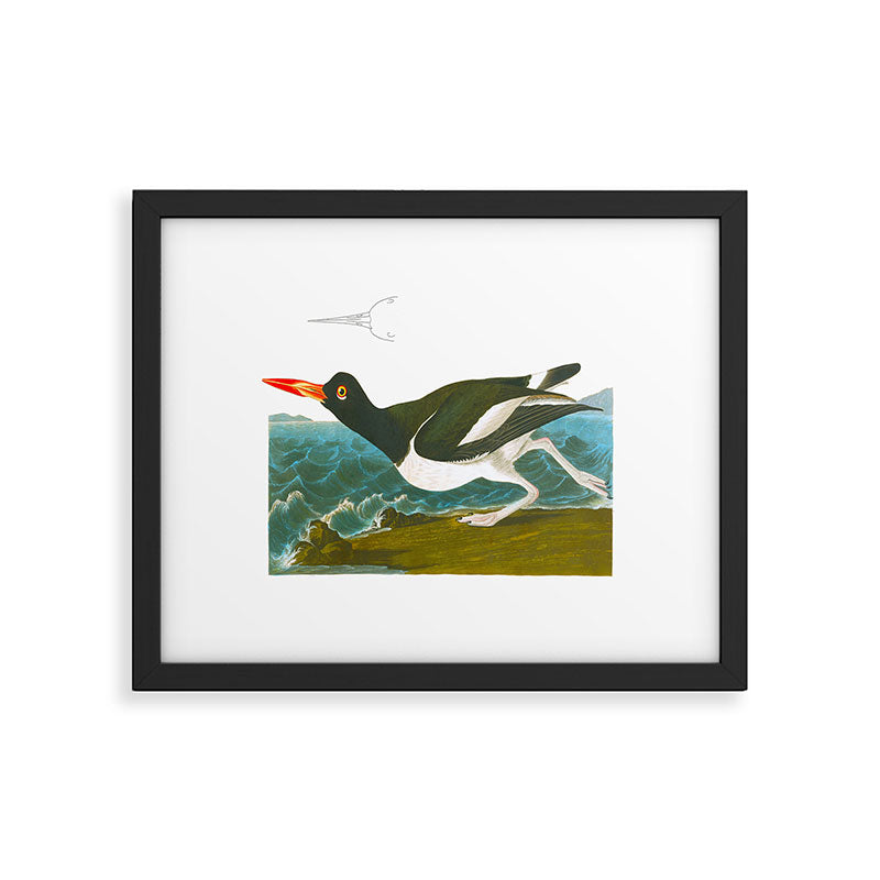 Pied oyster-catcher Bird Framed Art Print Gallery Image 5