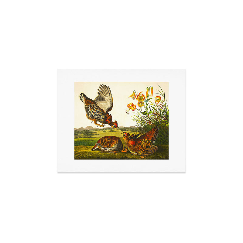 Pinnated Grouse Bird Art Print Gallery Image 1