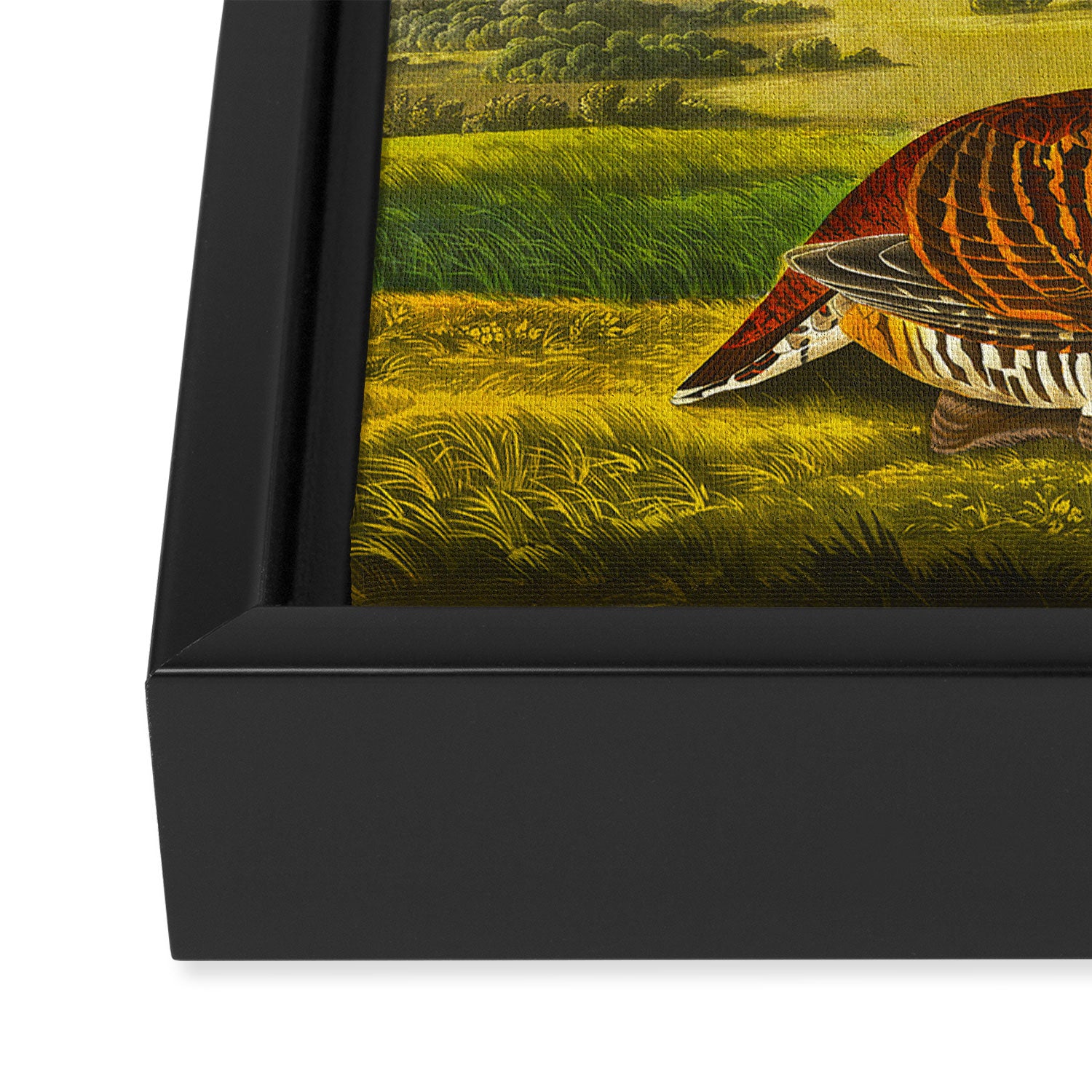 Pinnated Grouse Bird Framed Canvas Print Gallery Image 3