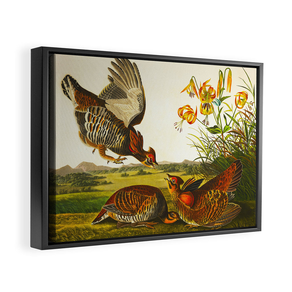Pinnated Grouse Bird Framed Canvas Print Gallery Image 6