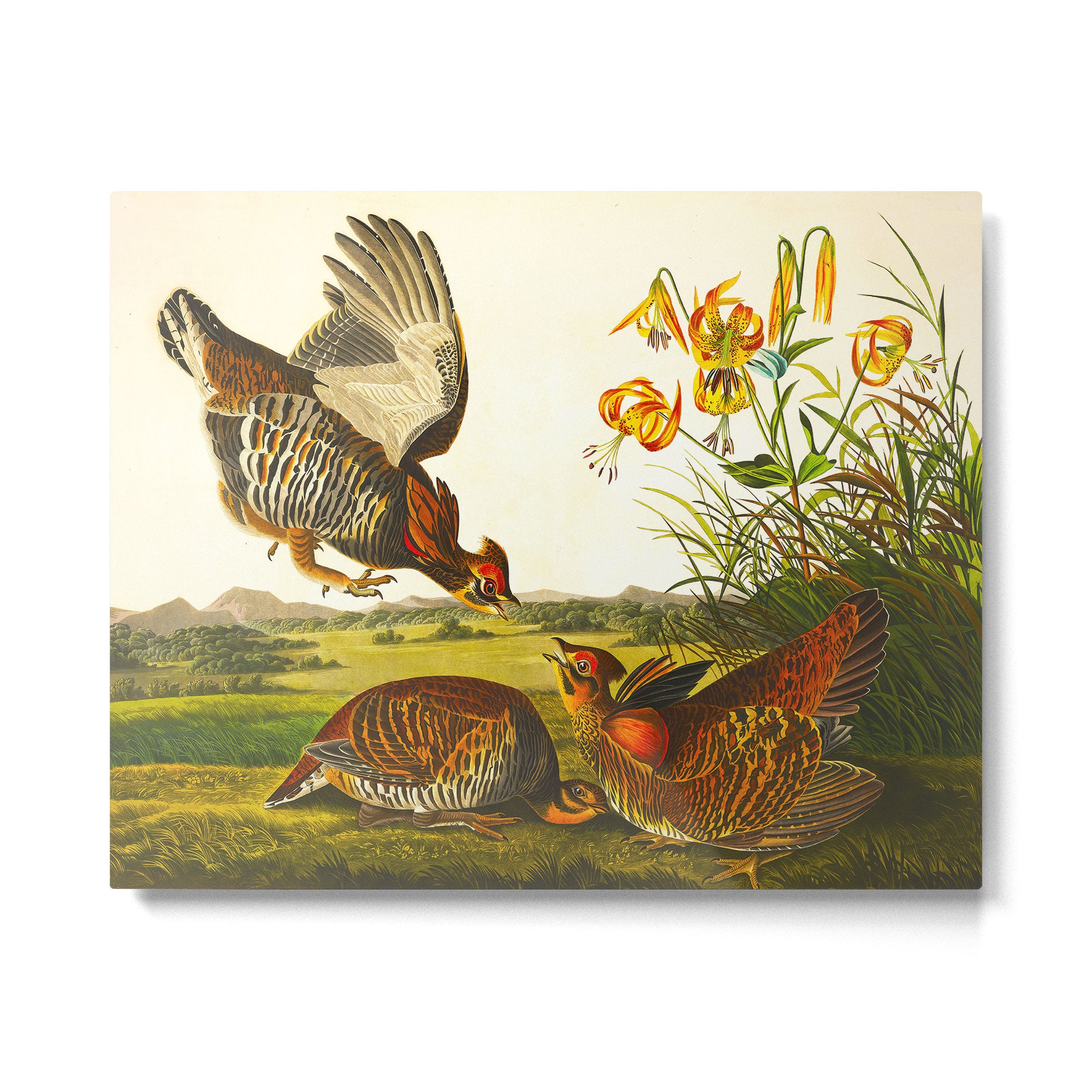 Pinnated Grouse Bird Metal Print Gallery Image 4