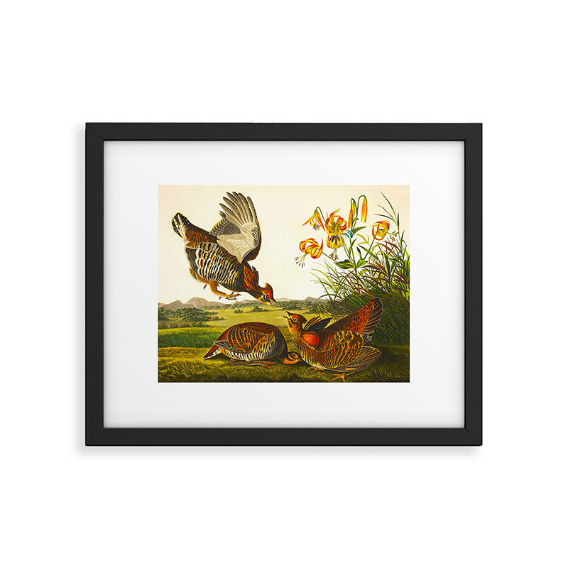 Pinnated Grouse Bird Framed Art Print Gallery Image 5