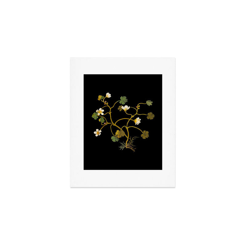 Ranunculus Aquaticus (Polyandria Polygynia) by Mary Delany Paper Collage Floral Flower Botanical Paper Mosaic Vintage Scientific Plant Anatomy Art Print Gallery Image 1