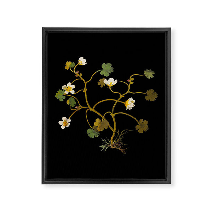 Ranunculus Aquaticus (Polyandria Polygynia) by Mary Delany Paper Collage Floral Flower Botanical Paper Mosaic Vintage Scientific Plant Anatomy Framed Canvas Print Gallery Image 1