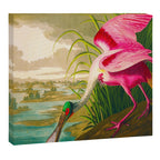Roseate Spoonbill Bird pink Canvas Print Gallery Image 12