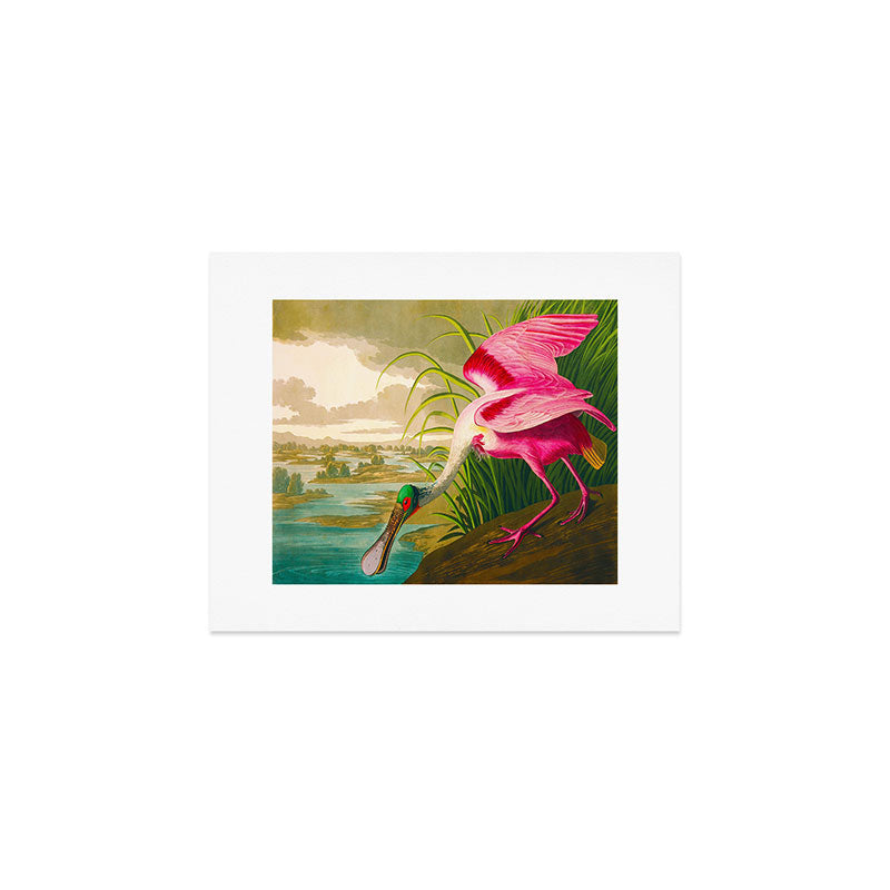 Roseate Spoonbill Bird pink Art Print Gallery Image 1