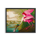 Roseate Spoonbill Bird pink Framed Canvas Print Gallery Image 2