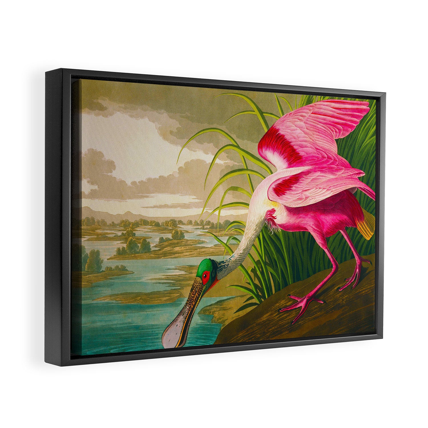 Roseate Spoonbill Bird pink Framed Canvas Print Gallery Image 6
