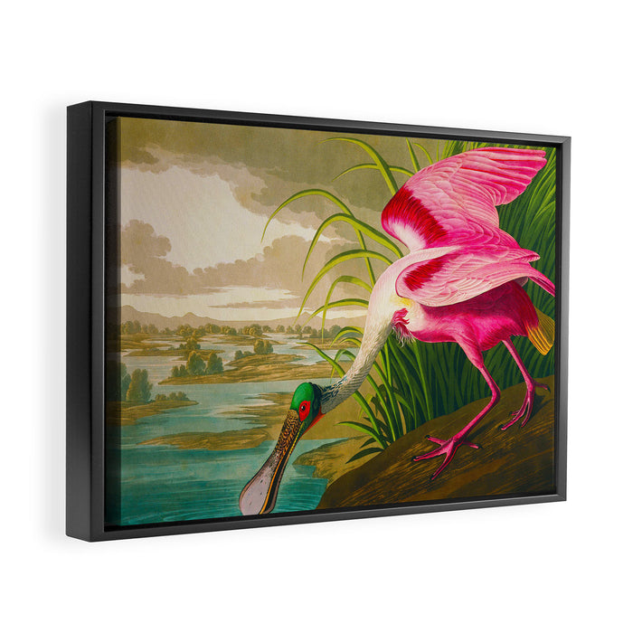 Roseate Spoonbill Bird pink Framed Canvas Print Gallery Image 1
