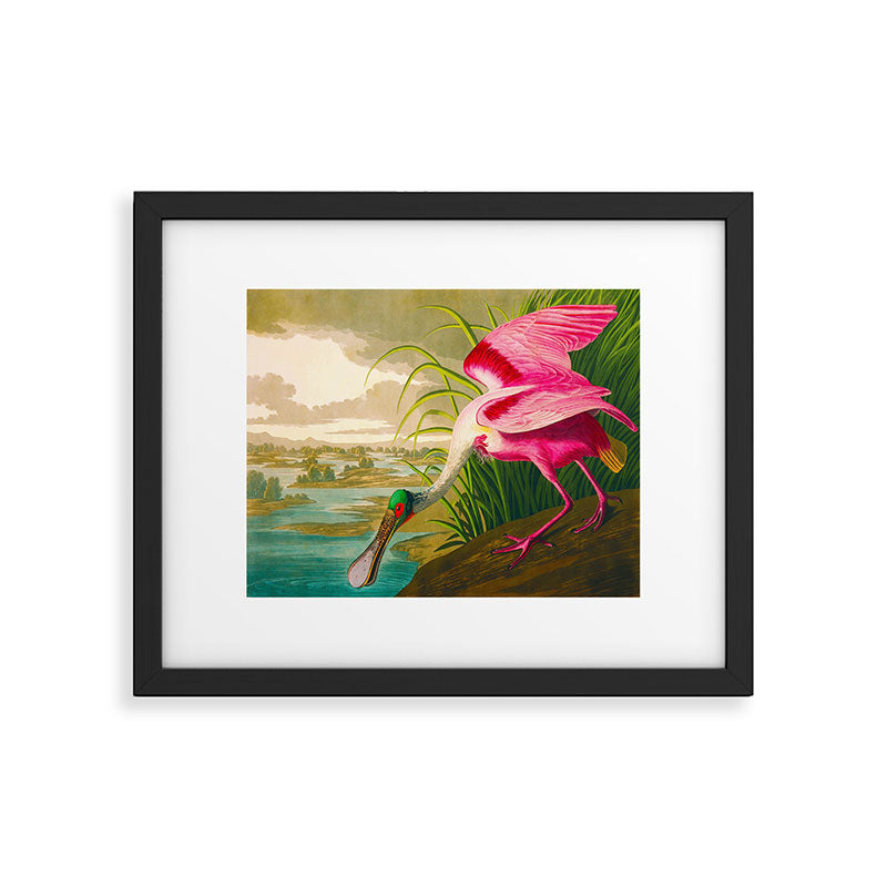 Roseate Spoonbill Bird pink Framed Art Print Gallery Image 5