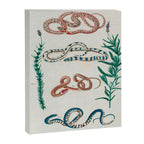 Seba Albertus Snakes With Plants  Canvas Print Gallery Image 6