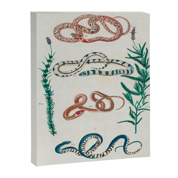 Seba Albertus Snakes With Plants  Canvas Print Gallery Image 1