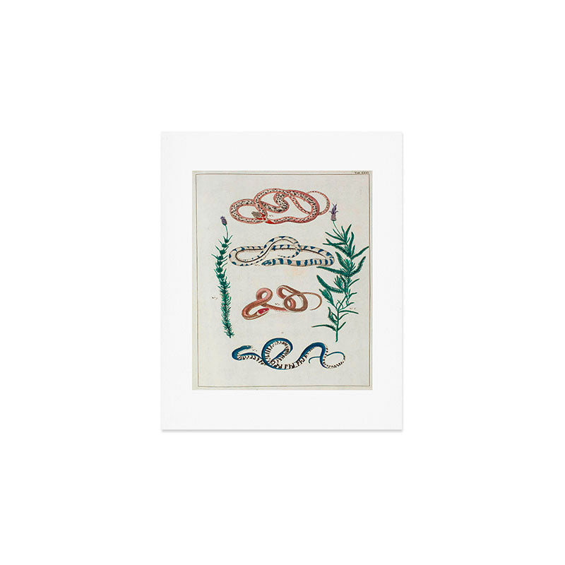 Seba Albertus Snakes With Plants  Art Print Gallery Image 1