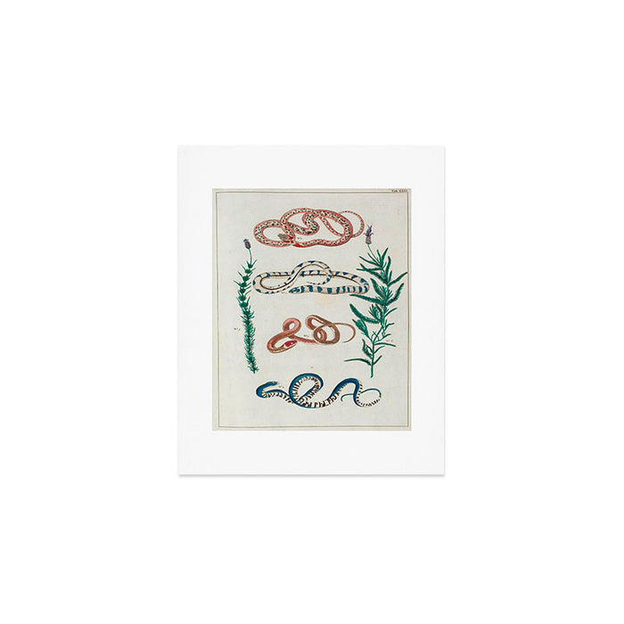 Seba Albertus Snakes With Plants  Art Print Gallery Image 1