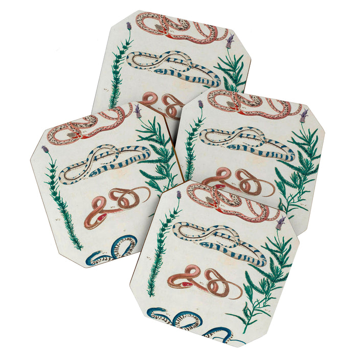 Seba Albertus Snakes With Plants  Coaster Gallery Image 1