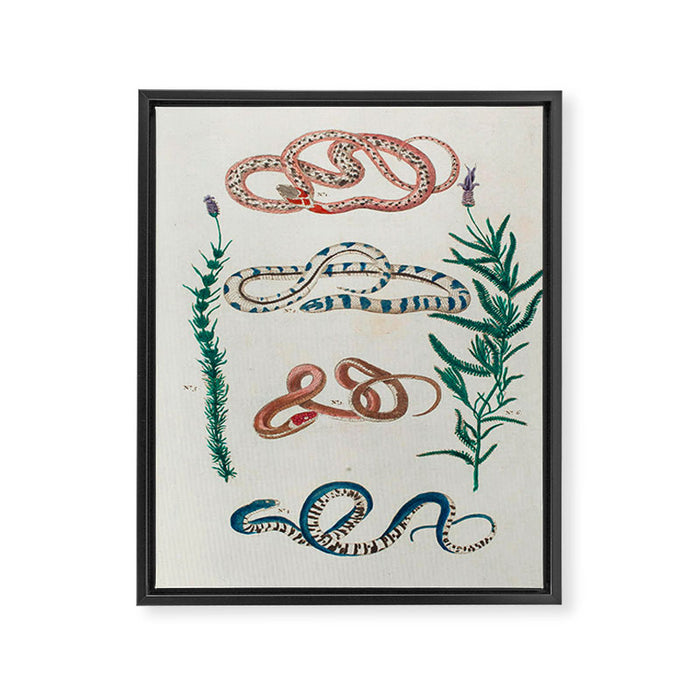 Seba Albertus Snakes With Plants  Framed Canvas Print Gallery Image 1