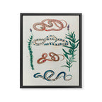 Seba Albertus Snakes With Plants  Framed Canvas Print Gallery Image 6