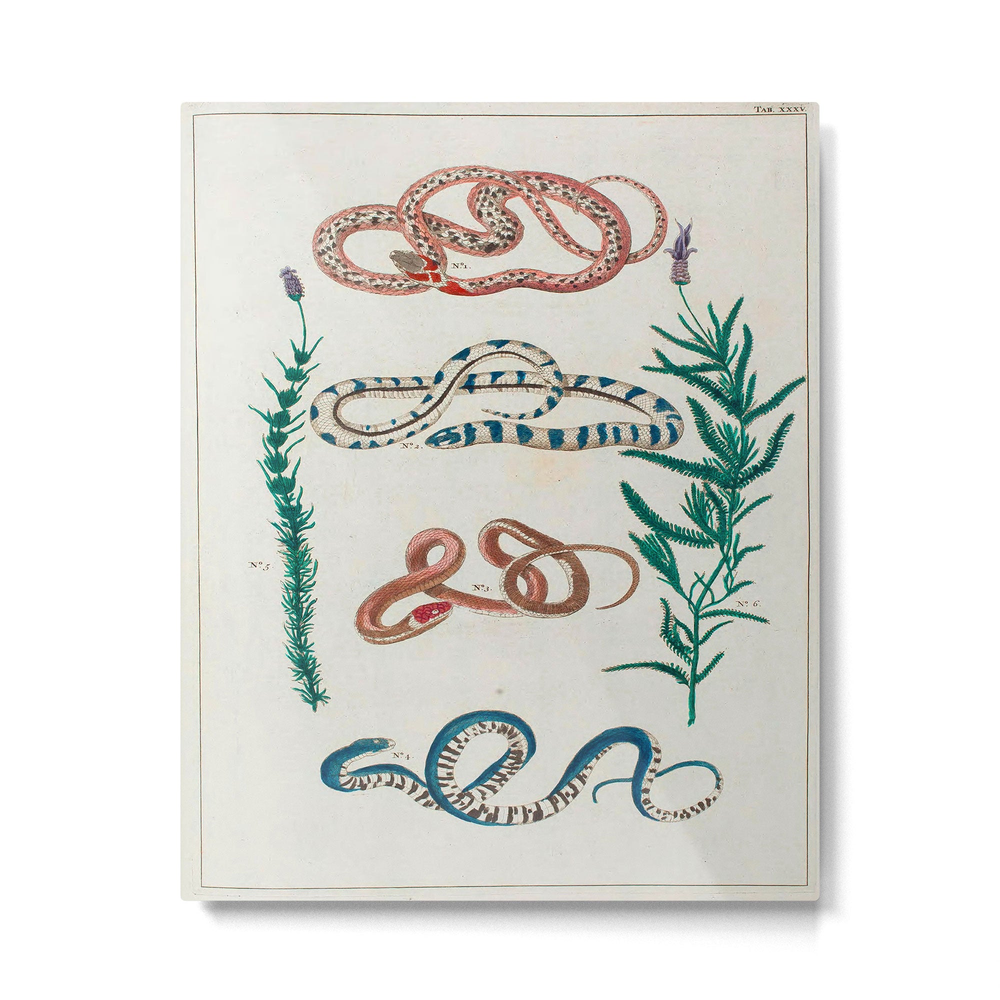 Seba Albertus Snakes With Plants  Metal Print Gallery Image 4