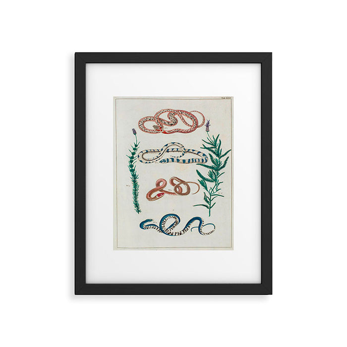 Seba Albertus Snakes With Plants  Framed Art Print Gallery Image 1