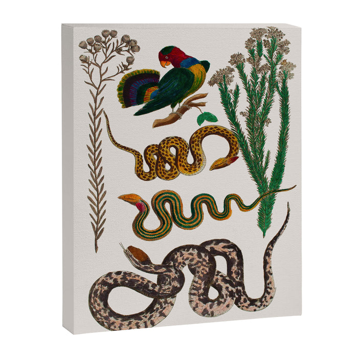 Snakes Birds Sunflower Art Print by Albertus Seba Canvas Print Gallery Image 1