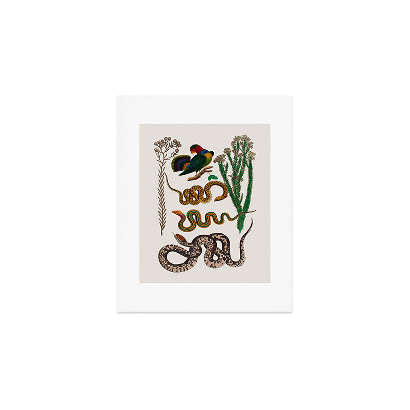 Snakes Birds Sunflower Art Print by Albertus Seba Art Print Gallery Image 1