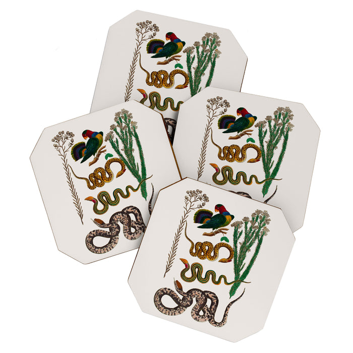 Snakes Birds Sunflower Art Print by Albertus Seba Coaster Gallery Image 1