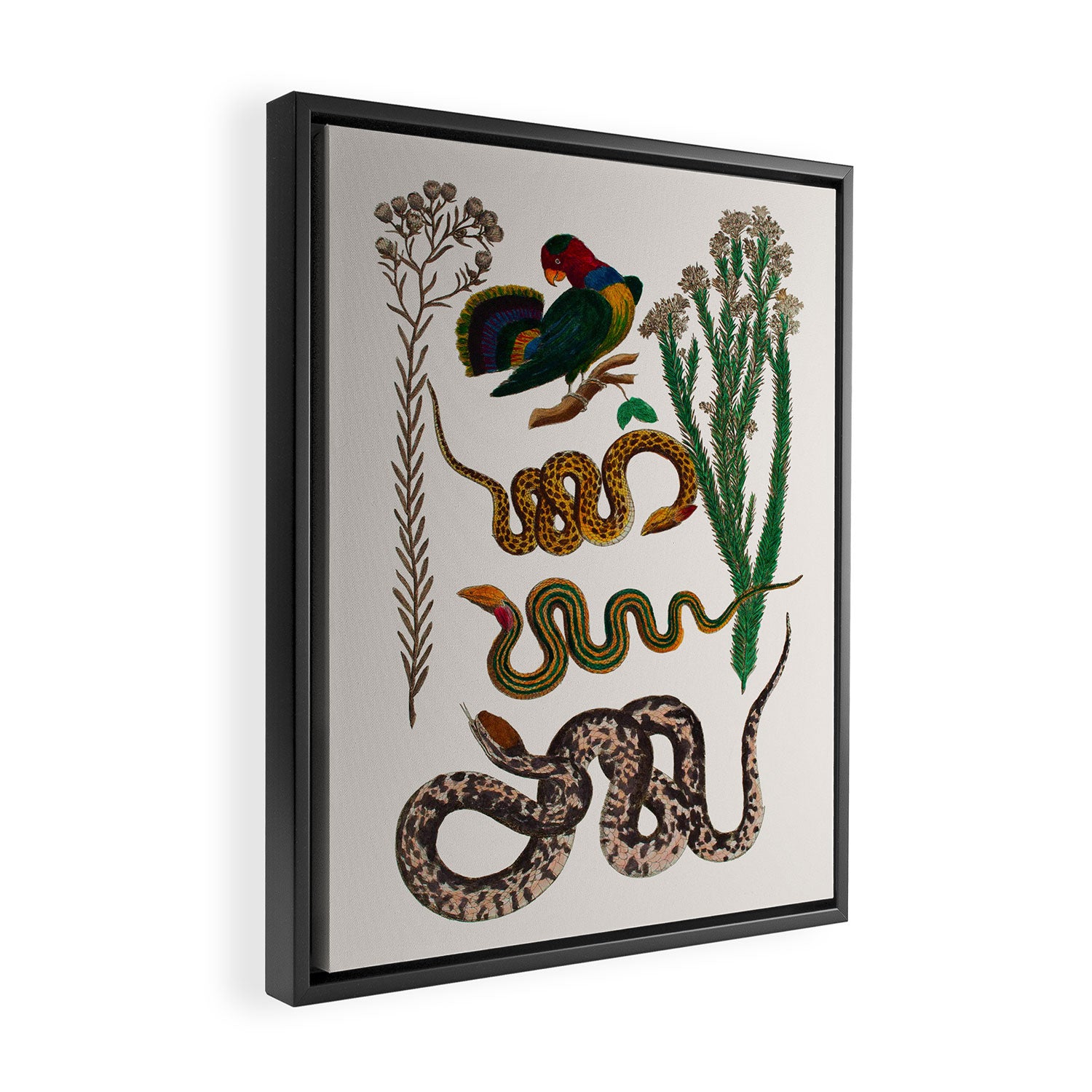 Snakes Birds Sunflower Art Print by Albertus Seba Framed Canvas Print Gallery Image 2