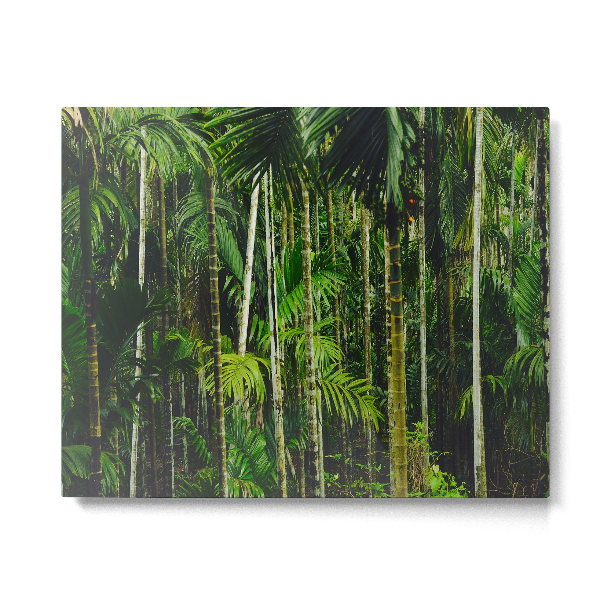 Tropical Bamboo Palm Forest Metal Print Gallery Image 4