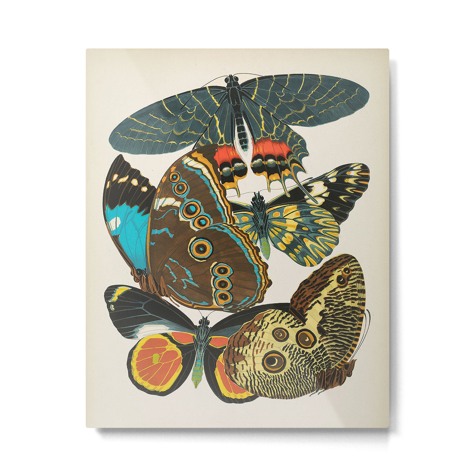 Vintage Butterfly Illustration EA Seguy Papillon Metal Print Gallery Image 4