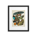 Vintage Butterfly Illustration EA Seguy Papillon Framed Art Print Gallery Image 5
