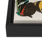 Vintage Butterfly Illustration EA Seguy Papillon Framed Canvas Print Gallery Image 3