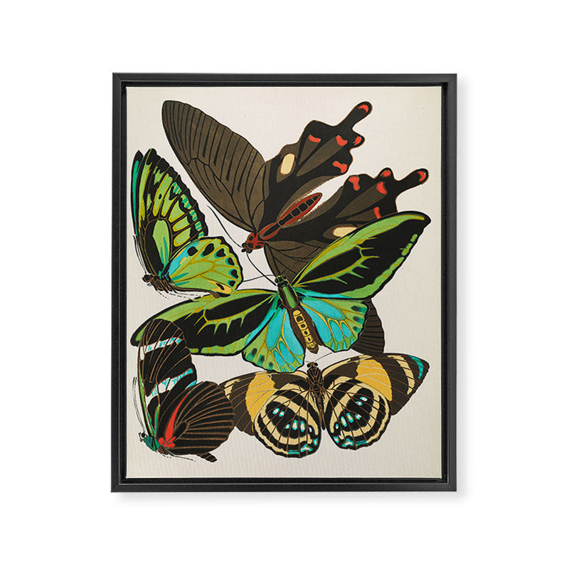 Vintage Butterfly Illustration EA Seguy Papillon Framed Canvas Print Gallery Image 6