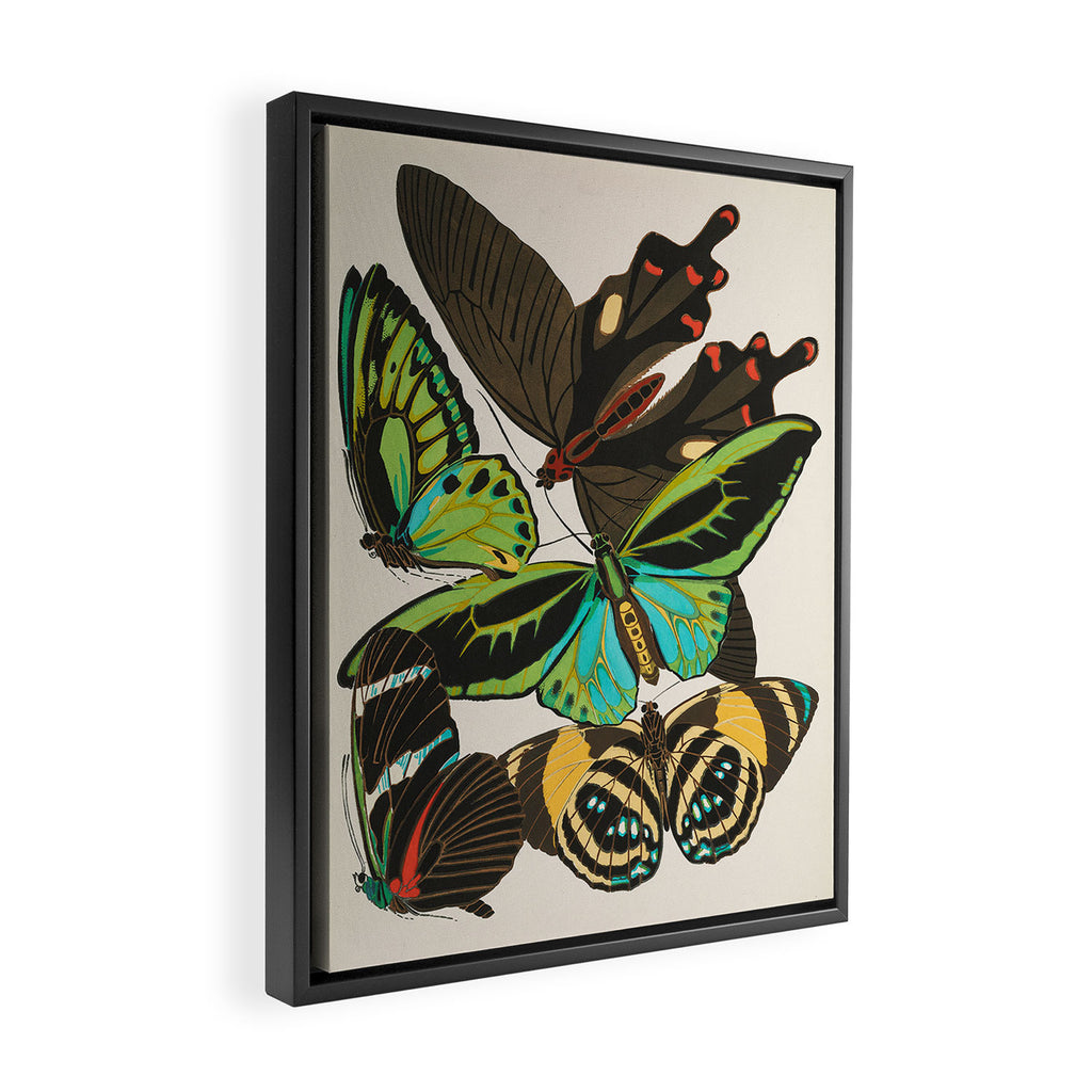 Vintage Butterfly Illustration EA Seguy Papillon Framed Canvas Print Gallery Image 2