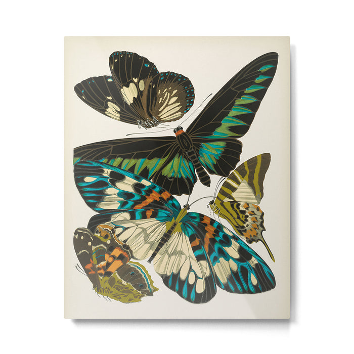 Vintage Butterfly Illustration EA Seguy Papillon Metal Print Gallery Image 1